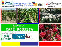 Agrocafe 2014 café arabica x robusta uma análise da produção